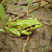Green and Golden Bell Frog - Photo (c) Doug Beckers, some rights reserved (CC BY-SA)