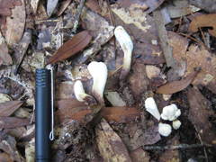 Clavariadelphus americanus