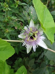 Passiflora morifolia