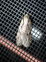 Semioscopis aurorella
