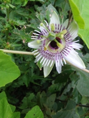 Passiflora morifolia