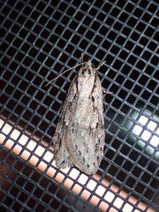 Semioscopis aurorella
