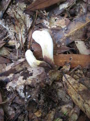 Clavariadelphus americanus