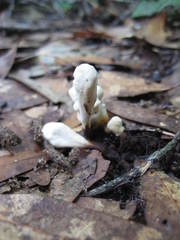 Clavariadelphus americanus