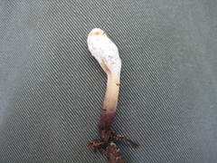 Clavariadelphus americanus