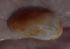 Barbatia domingensis