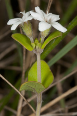 Mentha cunninghamii