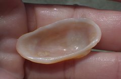 Barbatia domingensis
