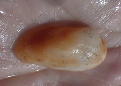Barbatia domingensis