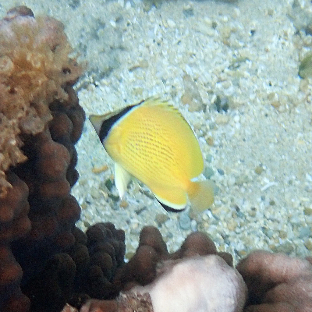 Citron Butterfly