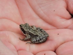 Lithobates sylvaticus image