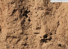 Anthophora villosula