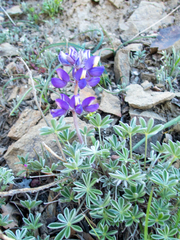Lupinus albifrons collinus