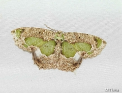 Eucyclodes discipennata