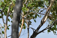 Ptilotula penicillata penicillata