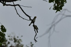 Ptilotula penicillata penicillata