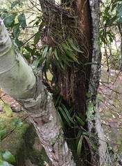 Plectorrhiza tridentata