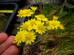 Senecio banksii