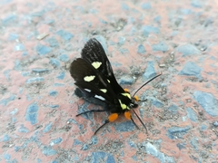 Androloma disparata