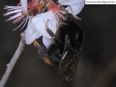 Bombus ignitus