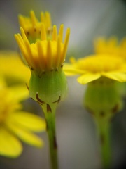 Senecio banksii