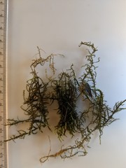 Calliergon richardsonii