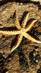 Meyenaster gelatinosus