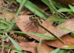 Phanogomphus minutus