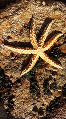 Meyenaster gelatinosus