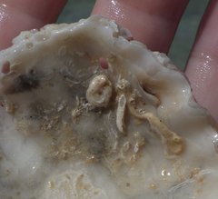 Vermetoidea