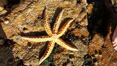 Meyenaster gelatinosus