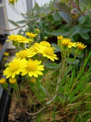 Senecio banksii