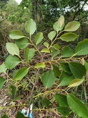Diospyros japonica
