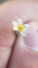 Microseris douglasii