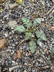 Geum vernum