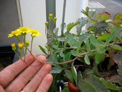 Senecio banksii