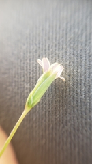 Microseris douglasii