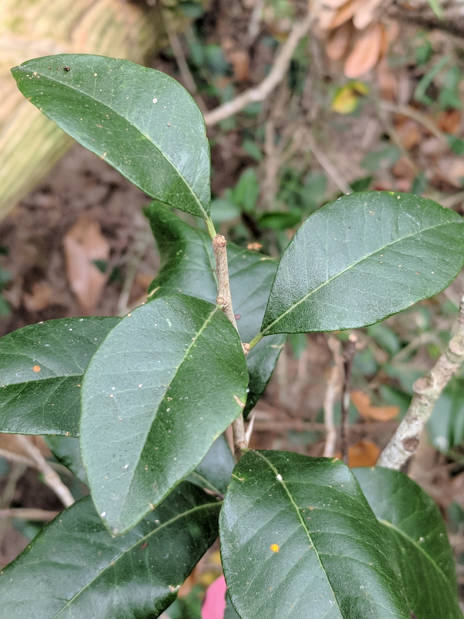 Sideroxylon alachuense