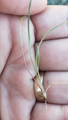 Microseris douglasii