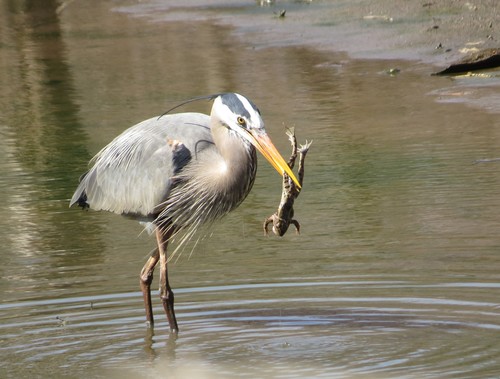 Great Blue Heron photographed in Iowa