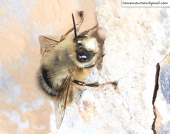 Anthophora melanognatha