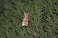 Agrotis malefida