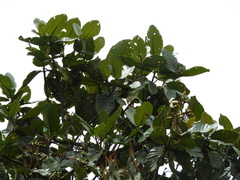 Ladenbergia macrocarpa