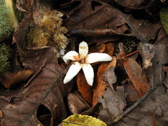 Ladenbergia macrocarpa