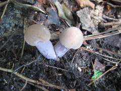 Tylopilus plumbeoviolaceus image