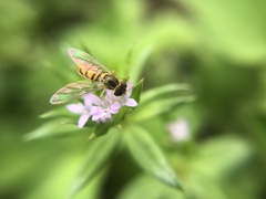 Toxomerus marginatus