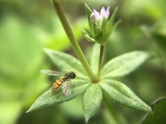 Toxomerus marginatus