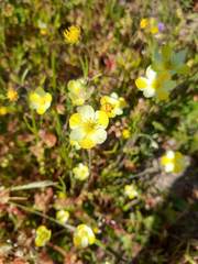 Hesperomecon linearis