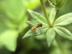 Toxomerus marginatus