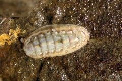 Stenoplax heathiana